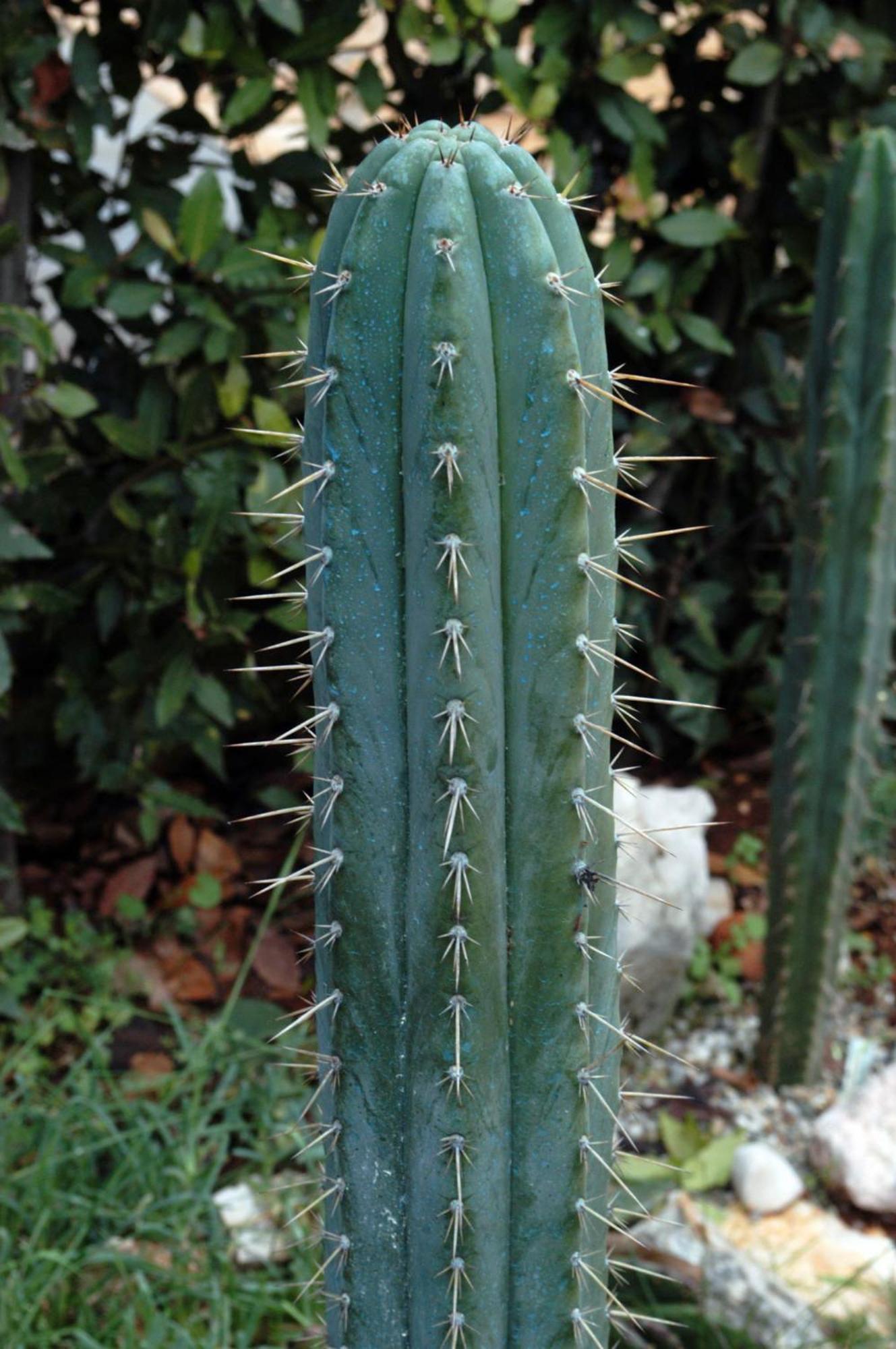 Cactus House Gaspar Zadar Zewnętrze zdjęcie